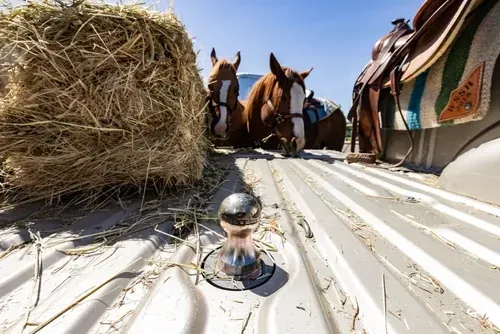 A B&W Turnoverball gooseneck ball up in a truck bed, horses in the trailer behind (B&W photo)